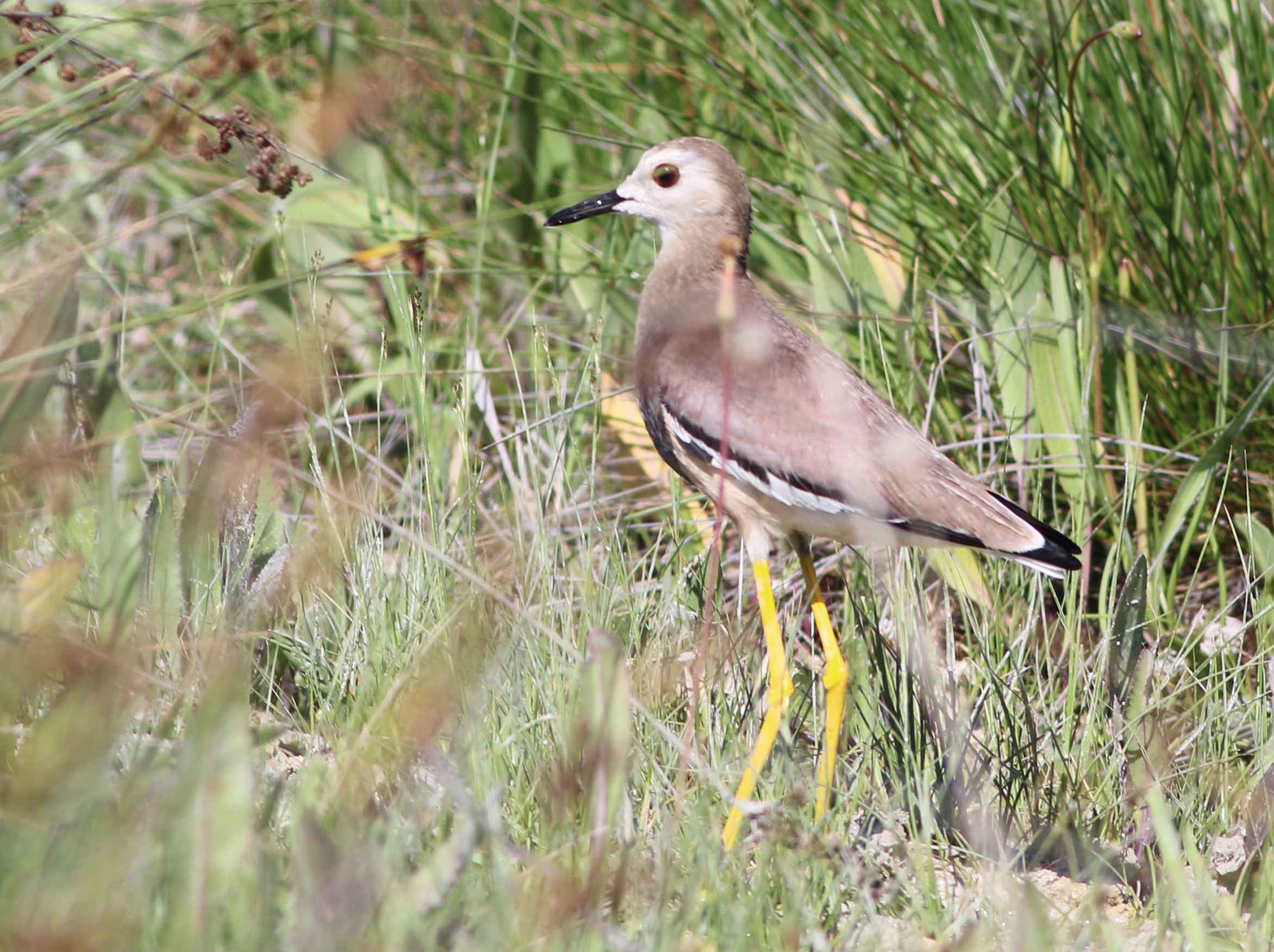 White-tailed Lapwing